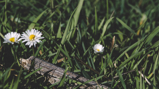 Black flowers grass photo