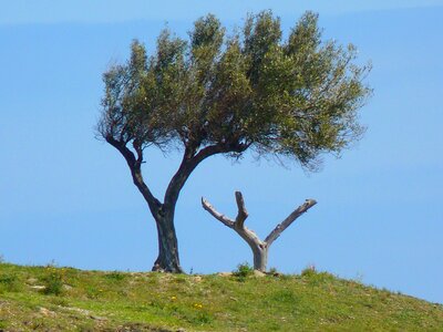 Tree olive tree wind photo