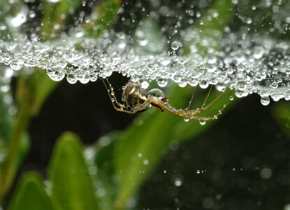 Close up cobweb morgentau