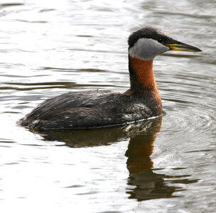Red-necked Grebe photo