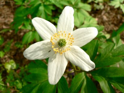 Anemone Anemone nemorosa blossoming