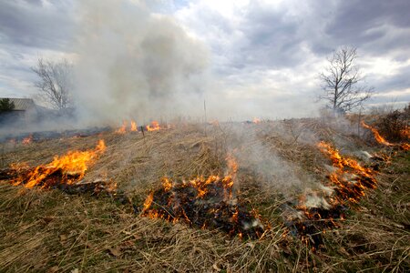 Fire firefighter grass plants