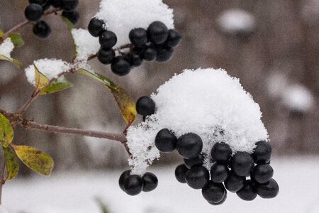 Black berries transition