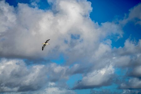 Air animal beak
