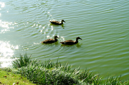 13 Ducka drake