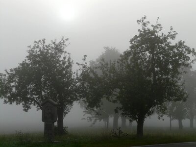 Apple trees mood morning light photo
