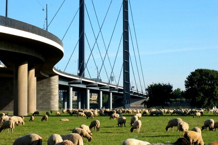 Rhine knee bridge düsseldorf sheep photo