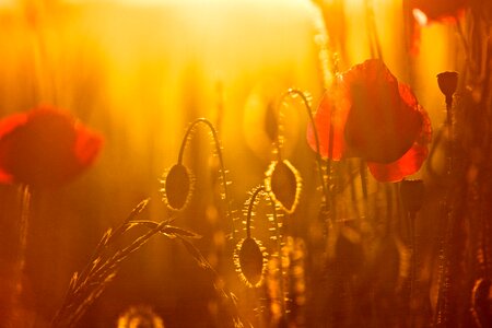 Sunset poppy backlight photo