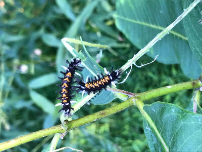 Caterpillars of the Milkweed Tussock Moth photo