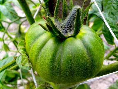 Diet food organic