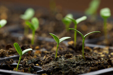 Common Milkweed-1