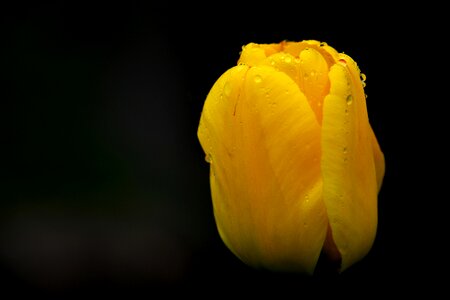 Nature yellow flower raindrop