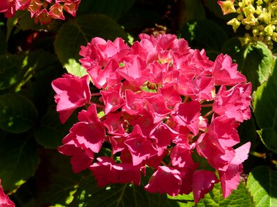 Beautiful beautiful flowers biology