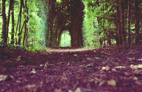 Forest path forest floor photo