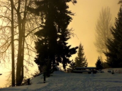 Trees snow scene