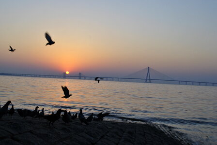 Mumbai Birds Sunset