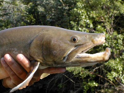 Big Bull Trout