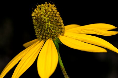 Yellow coneflower close up photo