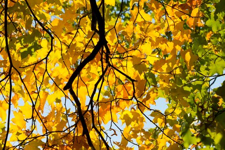 Autumn autumn season blue sky photo