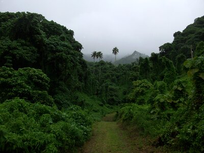 Rainforest tropical palm trees photo