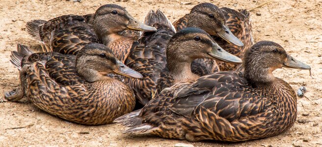 Ducks group animals