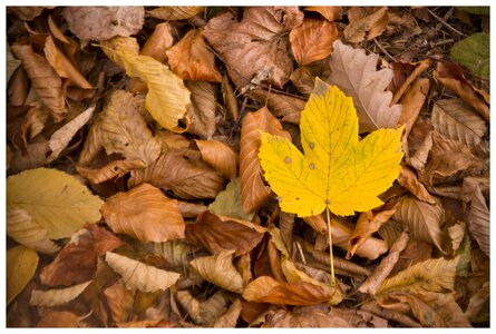 Autumn leaves forest fall leaves