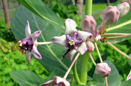 Calotropis gigantea asclepiadaceae india