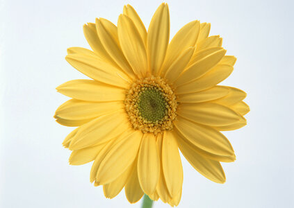 Yellow daisy flower photo