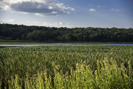 Marsh Landscape with Tree Line in Back at Cherokee Marsh photo
