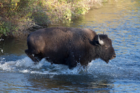 Bison crosses Mission Creek-1