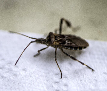 Small House Bug crawling on paper photo