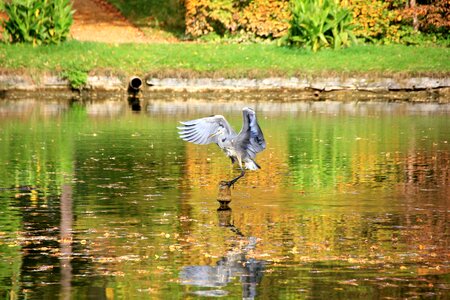 Pond mirroring animal photo