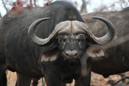 Buffalo mammal animal