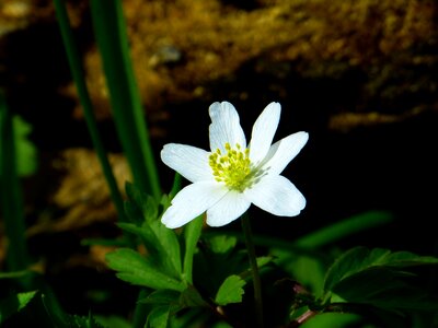 Blossom bloom white