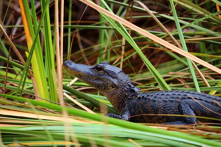 Swamp reptile florida photo