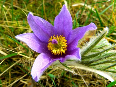 Hahnenfußgewächs dry plant flower