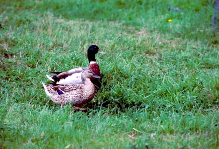 Couple mallard 