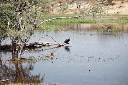Swan duck lake