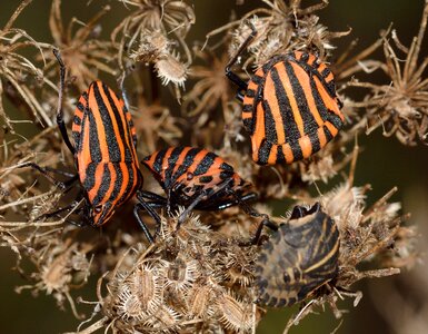 Hemiptera bug rossonera photo