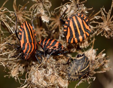 Hemiptera bug rossonera
