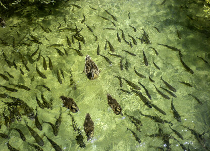 Fish and ducks in the water at Plitvice Lakes National Park, Croatia photo
