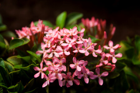Small Pink Flowers photo