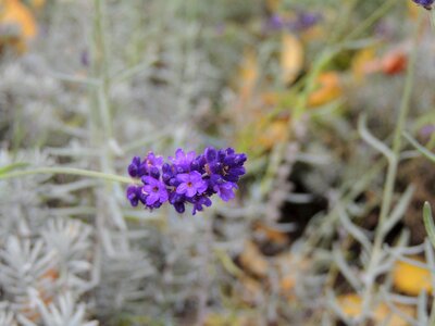 Purple flower flowers photo