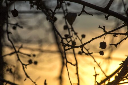 Autumn autumn season bird photo