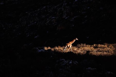 Giraffe animal wildlife photo