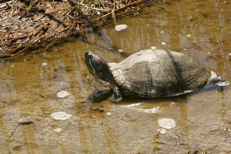Tortoise water 