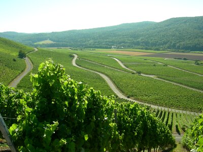 Vineyard wine nature photo