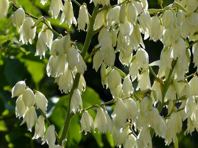 Flower fullness yucca yucca filamentosa photo