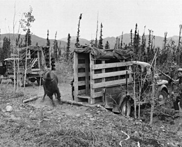 Bison release in Slana