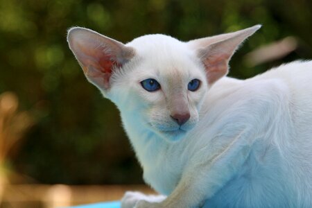 Fur charming animal